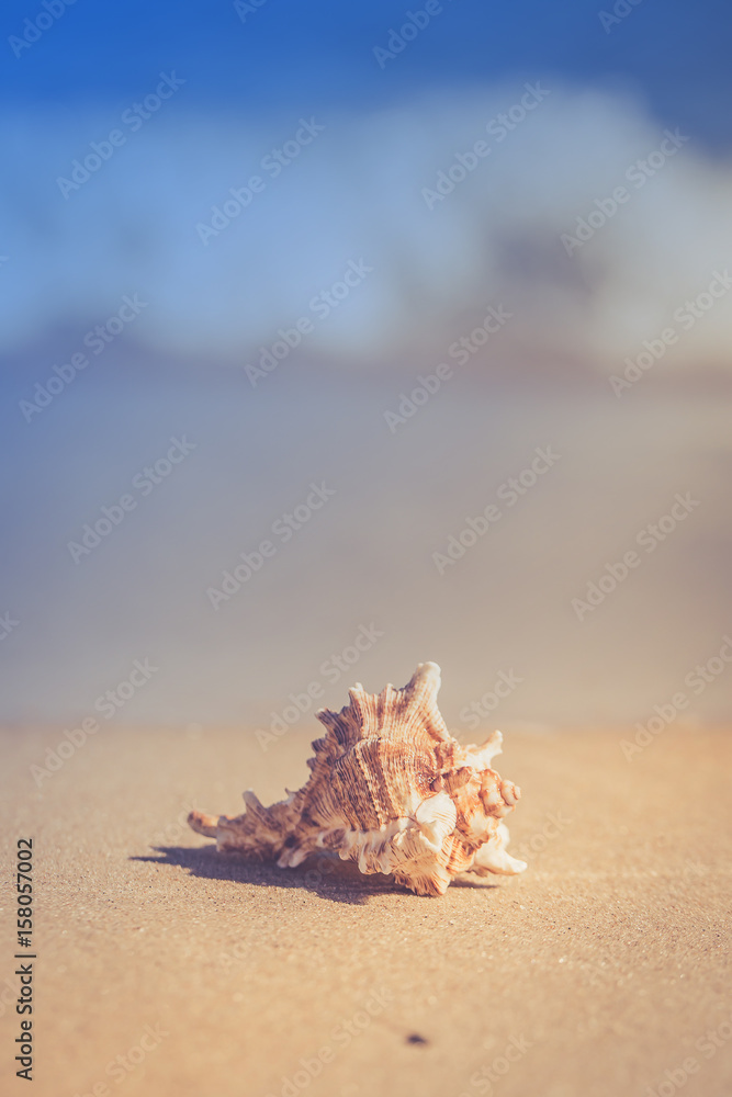 Summer beach with a starfish on a background. Summer beach background. Summer beach with a starfish on a background. Summer beach background.