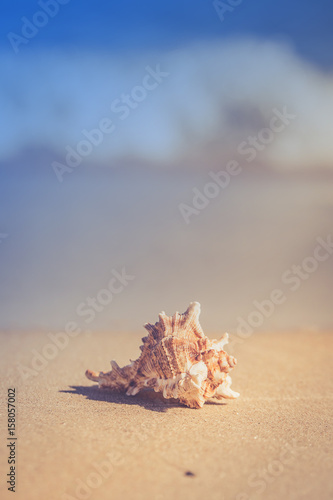 Summer beach with a starfish on a background. Summer beach background.