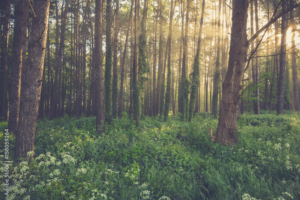 Fototapeta premium Magic foggy forest. Beautiful sunrise in morning forest
