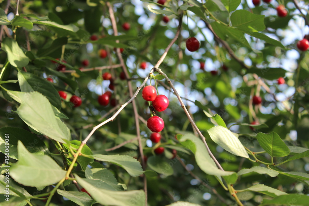 Sour cherries with leaves