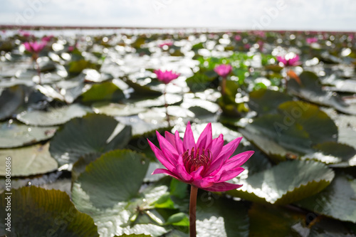 lotus flower