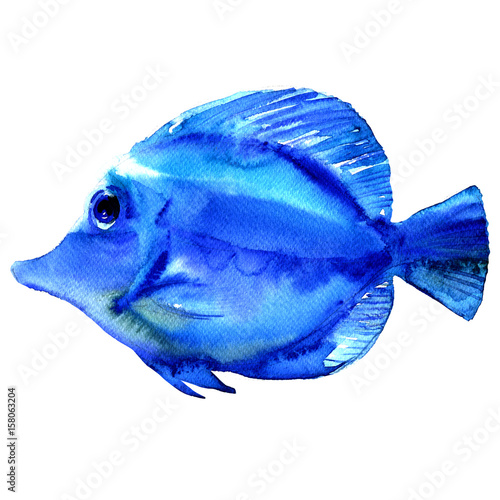 Blue tropical exotic fish isolated, watercolor illustration on white