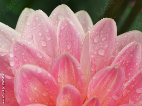 pink Dahlia flower closeup with water droplets on petals, morning dew, macro foto
