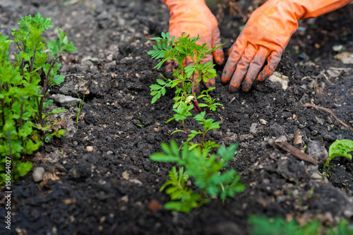  Planting flowers, seedlings in the garden. The hands plant the plants in the ground