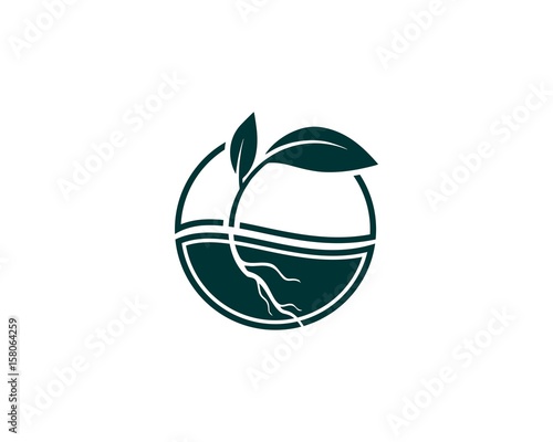 Plant leaves and roots