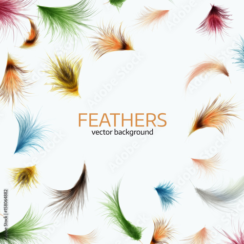 Vector illustration of colorful exotic feathers.
