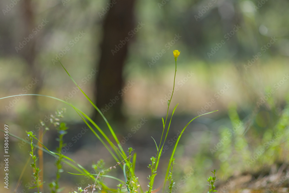 dandelion in forest dandelion in forest