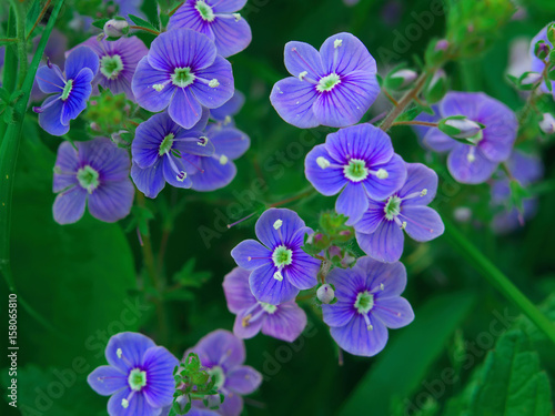 Meadow plant background  blue little flowers - forget-me-not close up and green grass