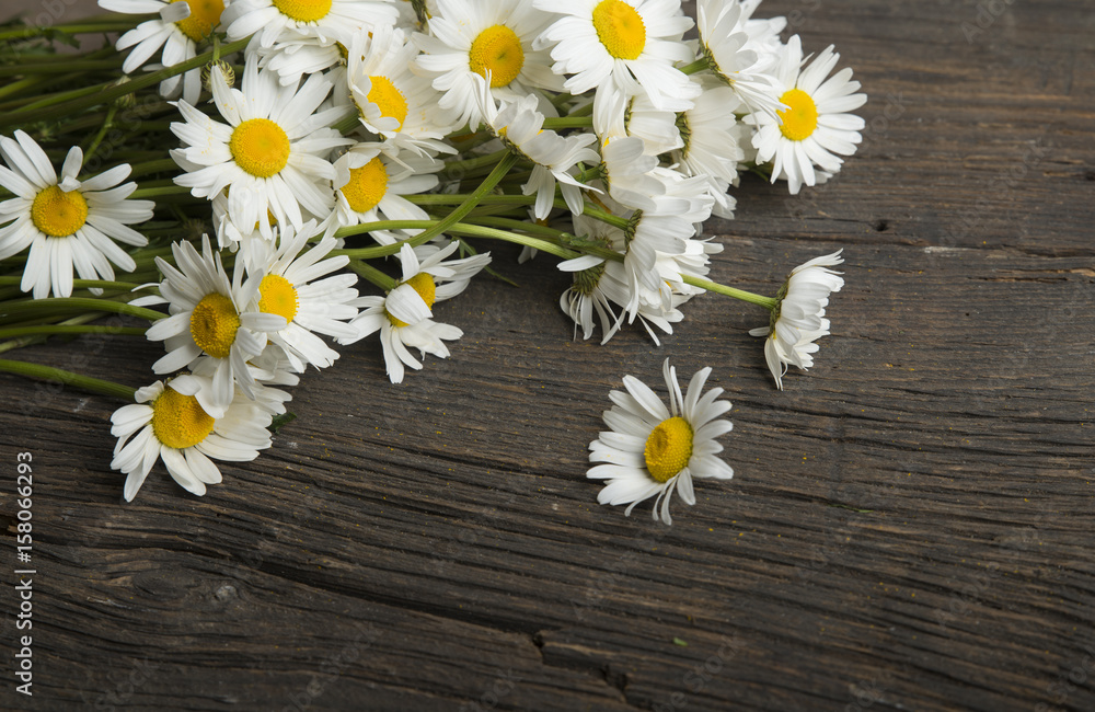 Obraz premium bunch of fresh camomile flowers on blue background