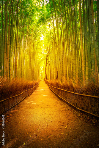 Path in bamboo grove, Sagano in Arashiyama at sunset. Kyoto forest is the second most popular tourist destination and famous phonetic stations in Japan. Meditative listening concept. Vertical shot.