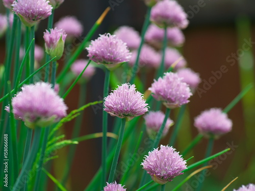 Chive onion flowers in a garden