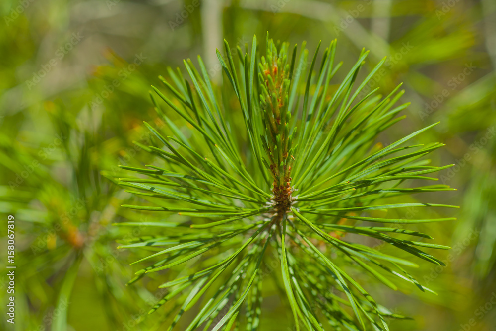 pine needles pine needles