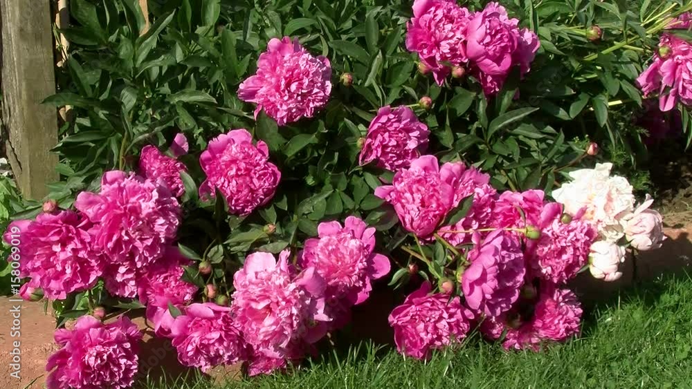 Viele große rosa Pfingstrosenblüten bewegen sich leicht im Wind Viele große rosa Pfingstrosenblüten bewegen sich leicht im Wind
