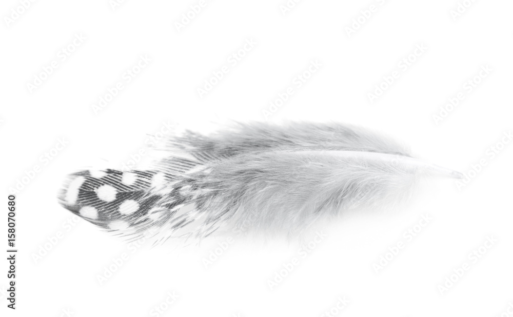 Obraz premium Decorational feather isolated