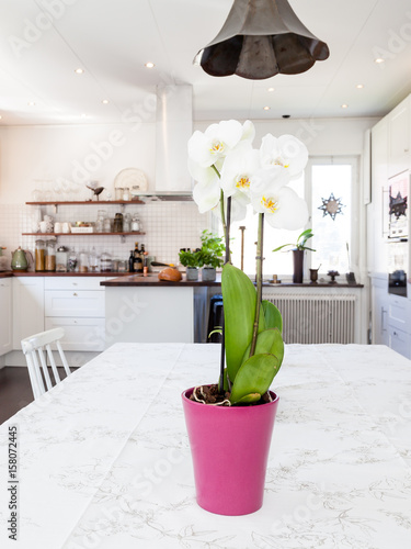 white orchide in a pink pot on the kitchen table in the foreground, kitchen unfocused in the background