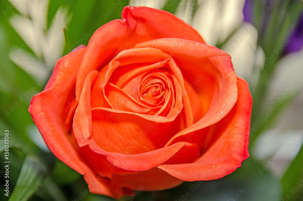 Light orange rose flower, pattern petals, close up Light orange rose flower, pattern petals, close up