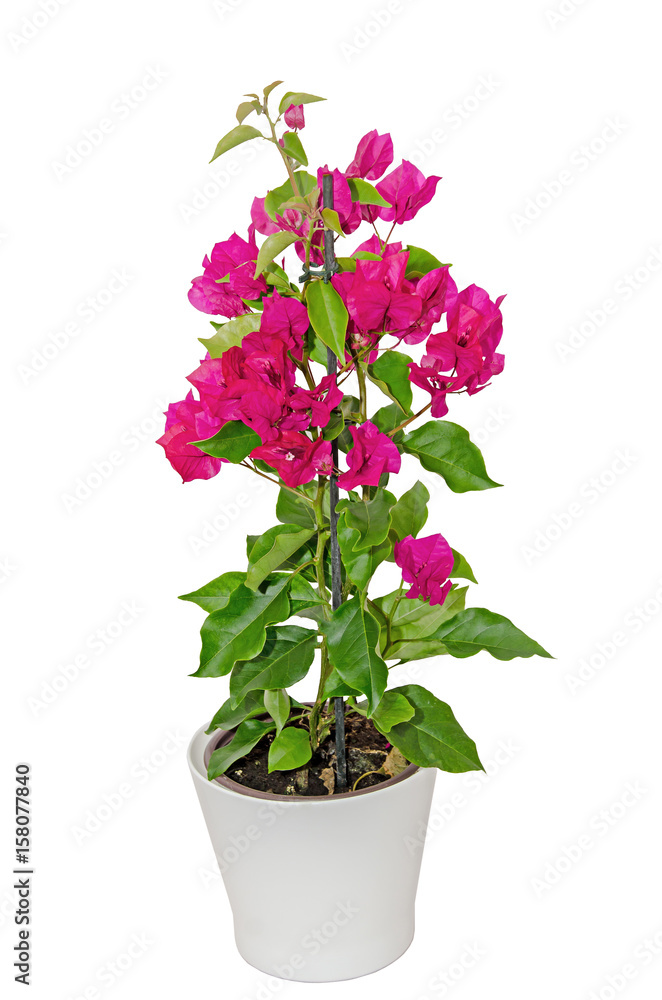 Bougainvillea pink branch flowers, paper flower with green leafs isolated on white background