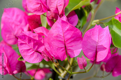 Bougainvillea pink branch flowers  paper flower with green leafs isolated on bokeh vegetal background