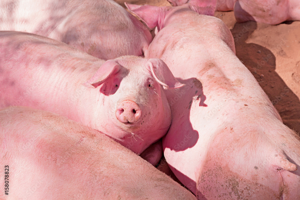 Rosa Schweinchen im Stall Rosa Schweinchen im Stall