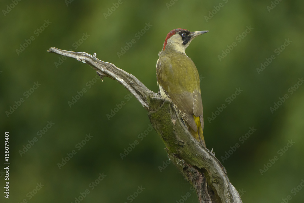 Fototapeta premium Green Woodpecker Picus viridis - adult female