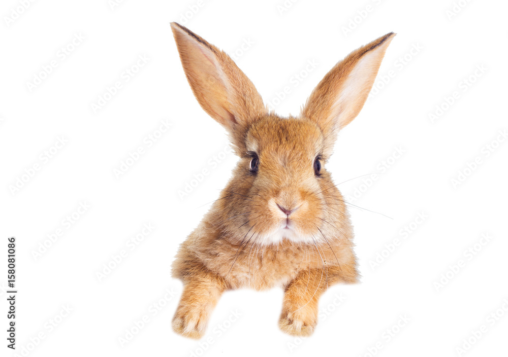 Fototapeta premium Zerkający zabawny królik rudy