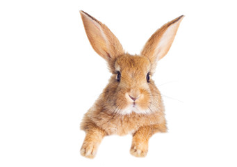 Funny redhead rabbit peeking