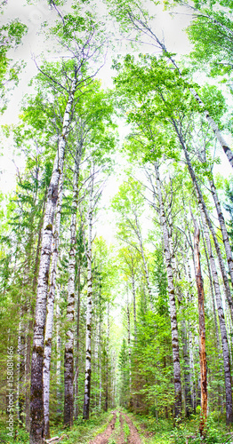 Very large vertical panorama of a thick virgin forest  with both coniferous and deciduous trees.