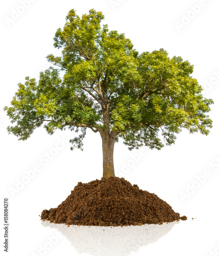 arbre d  tour   sur butte de terre  fond blanc 