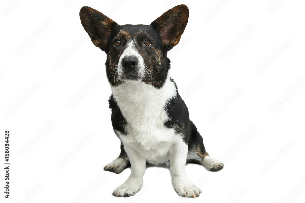 Welsh Corgi cardigan sits isolated on a white background. cncept Pets Welsh Corgi cardigan sits isolated on a white background. cncept Pets