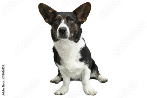 Welsh Corgi cardigan sits isolated on a white background. cncept Pets