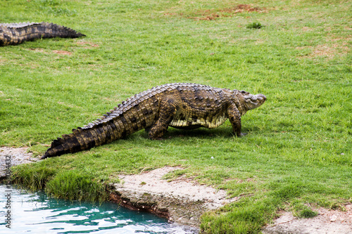 Krokodil im Nationalpark S  dafrikas