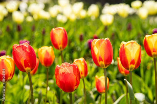 Tulip field with colorful tulips