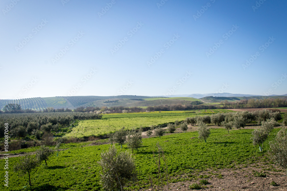 Idyllic Andalusian landscape with olive trees in Spain on a day in spring
