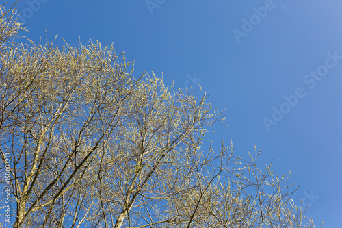 Willow blossoms