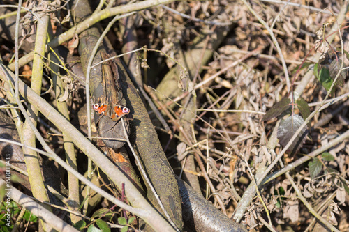 Lumber with injured peacock butterfly
