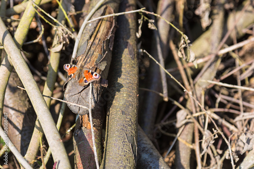 Lumber with injured peacock butterfly
