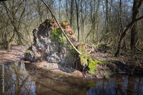 bank swallow nests in the forest