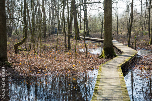 walkway through the forest