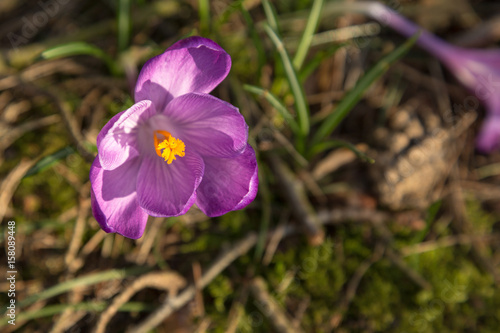 Purple crocus