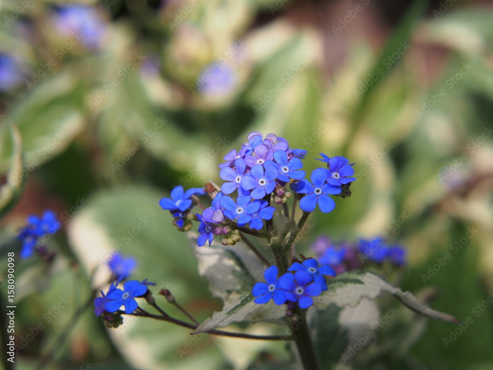 Brunnera macrophylla 'Variegata' - Siberian Bugloss Brunnera macrophylla 'Variegata' - Siberian Bugloss