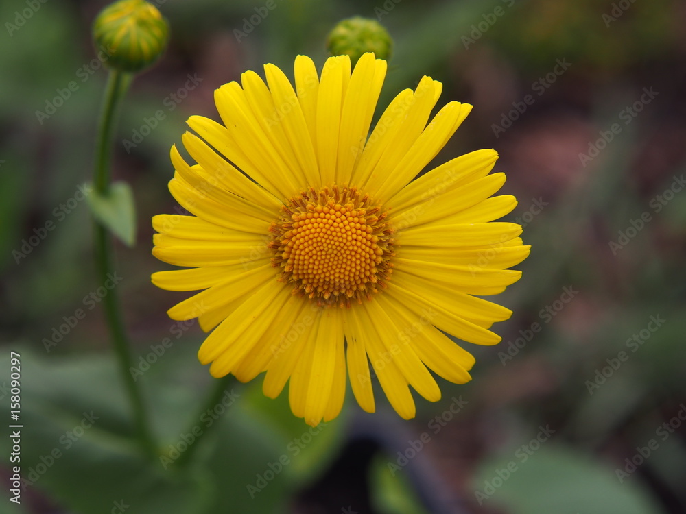 Fototapeta premium Doronicum orientale (Leopard's Bane) 