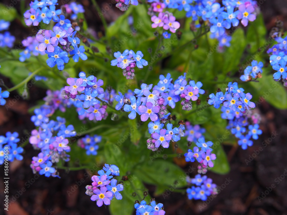 Myosotis alpestris - alpine forget-me-not Myosotis alpestris - alpine forget-me-not