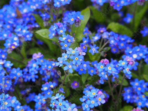 Myosotis alpestris - alpine forget-me-not 