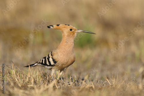 Hoopoe Upupa epops - adult bird