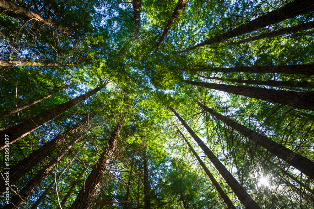 Obraz premium redwood secuoya