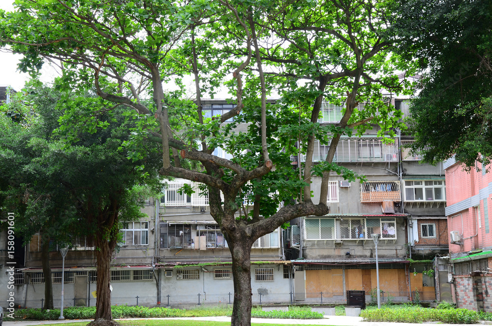 Trees in apartments backyard