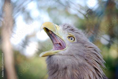 Portrait of a juvenile White-tailed eagle  Haliaeetus albicilla   the call of the eagle