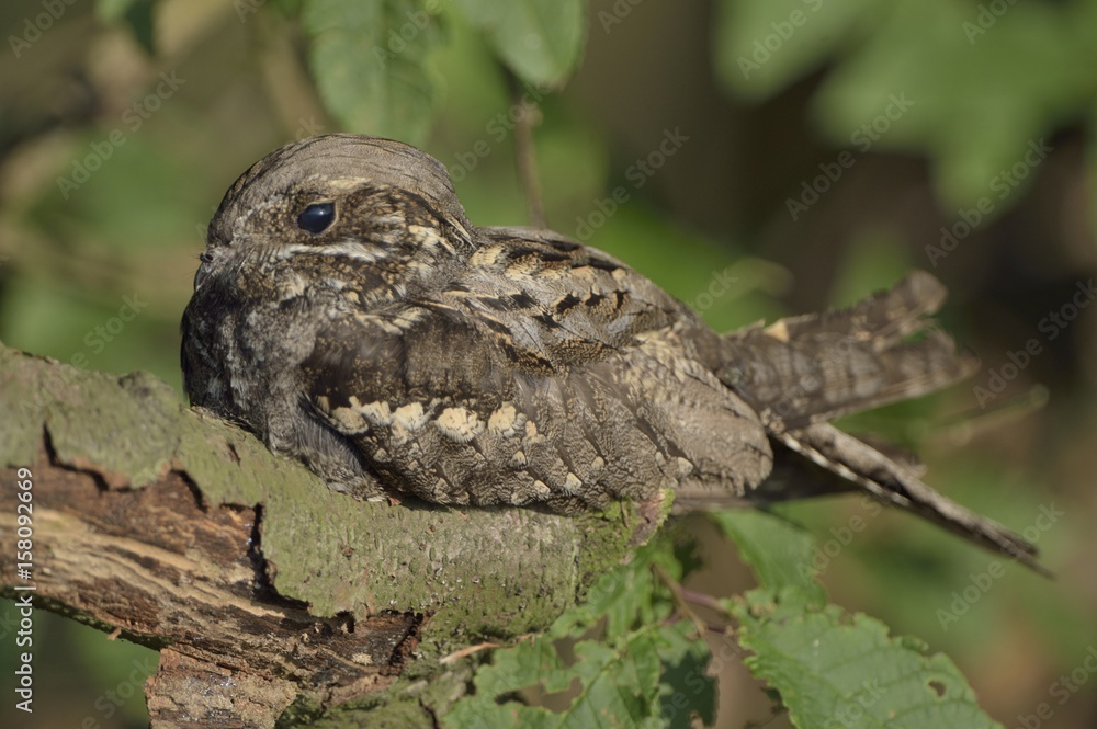 Fototapeta premium Nightjar Caprimulgus europaeus - portrait of perching bird