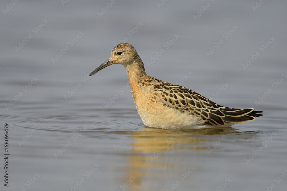 Ruff Philomachus pugnax in summer plumage wading, natural blue water background