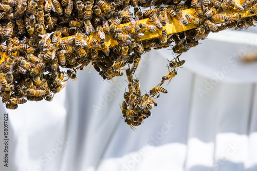 Group of bees help each other.
